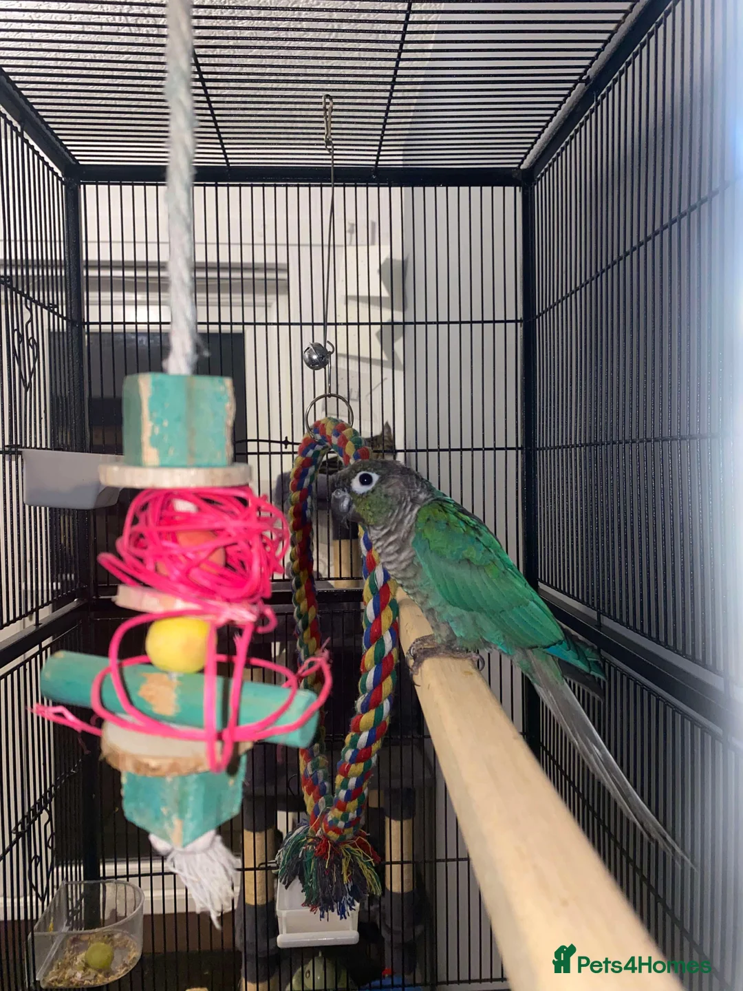 Conures birds for sale: Blue cheek conure free in Ulverston - Advert 2