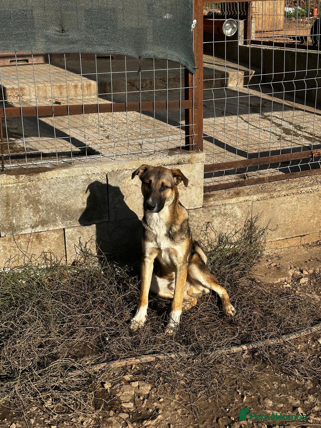 Mixed Breed dogs for adoption: Mac is looking for a family with another dog! - Advert 9