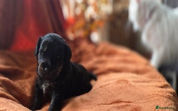 Jackapoo dogs for sale: Jackapoo puppies - Image 3