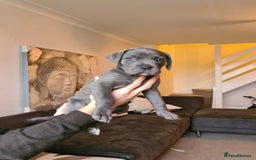 Cane Corso dogs for sale: WORLD CLASS CANE CORSO PUPPIES! 2 Males 4 Females. - Advert 17