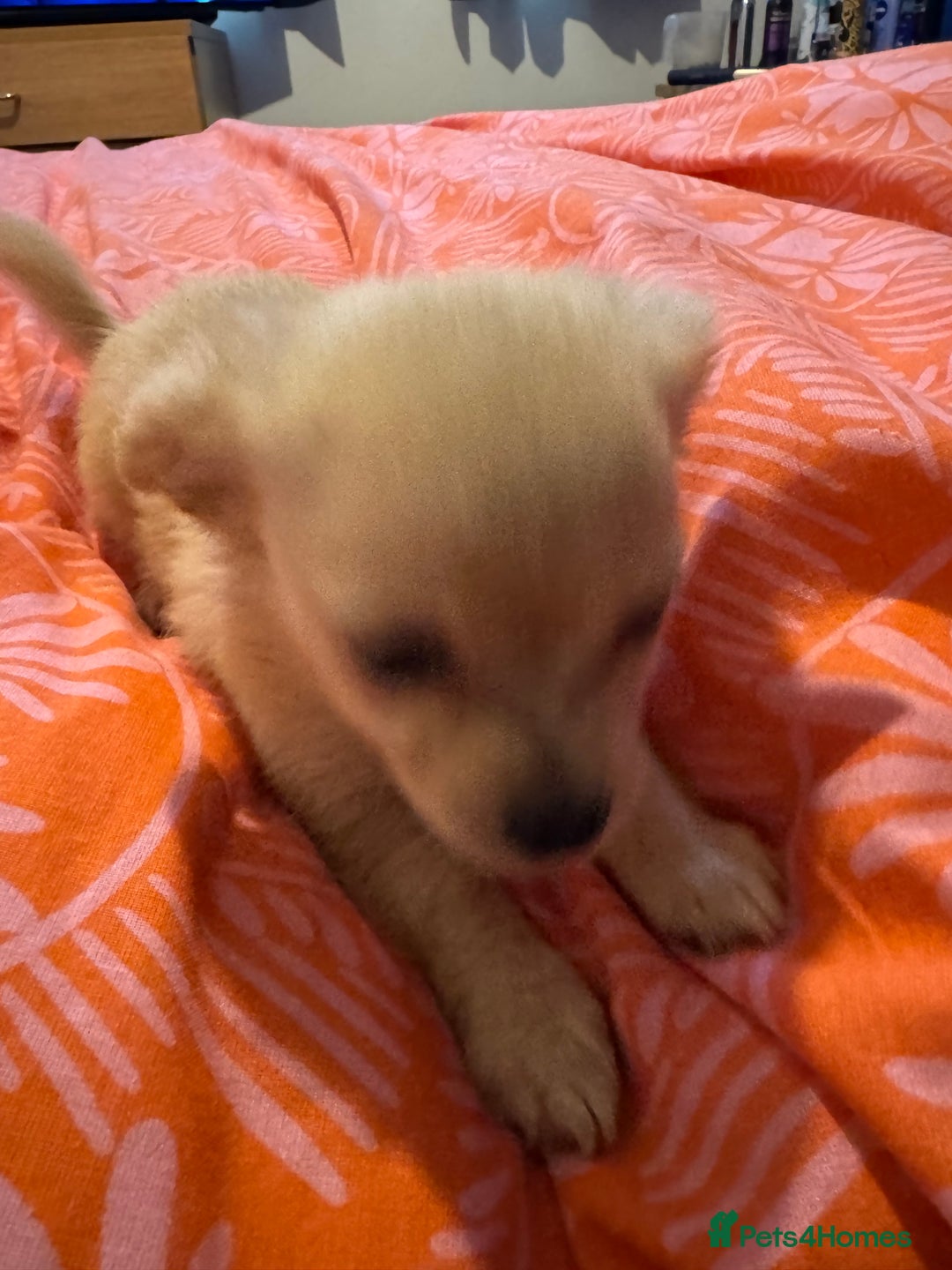 Chihuahua dogs for sale: chocolate boy black n tan boy creamish girl  - Advert 8