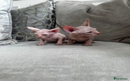 Sphynx cats for sale: TWO MALE SPHYNX KITTENS  - Image 4