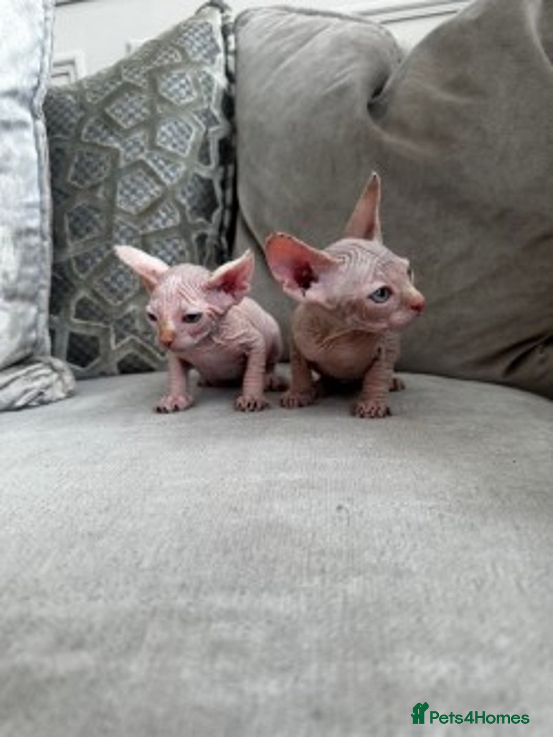 Sphynx cats for sale: TWO MALE SPHYNX KITTENS  - Image 4
