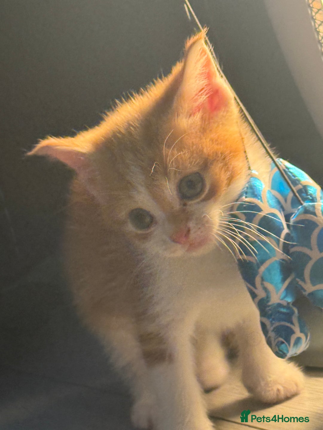 Mixed Breed cats for sale: cross breed Scottish fold cross main coon  - Image 11