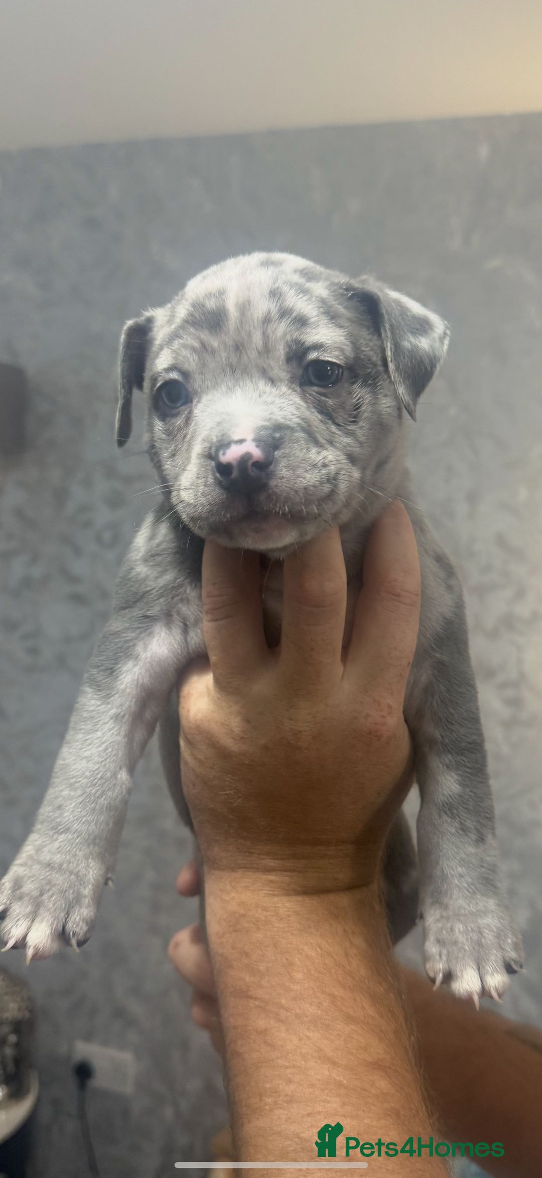 Mixed Breed dogs for sale: Staff x pocket bully pups - Image 5