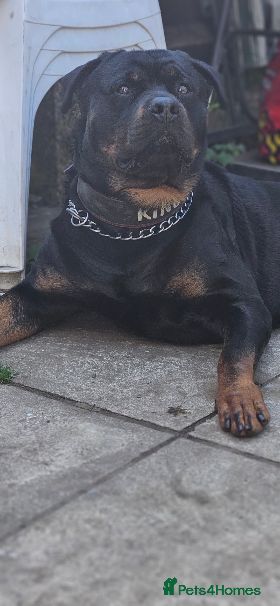Rottweiler dogs for stud: Rottweiler Stud - Enfield - Image 2