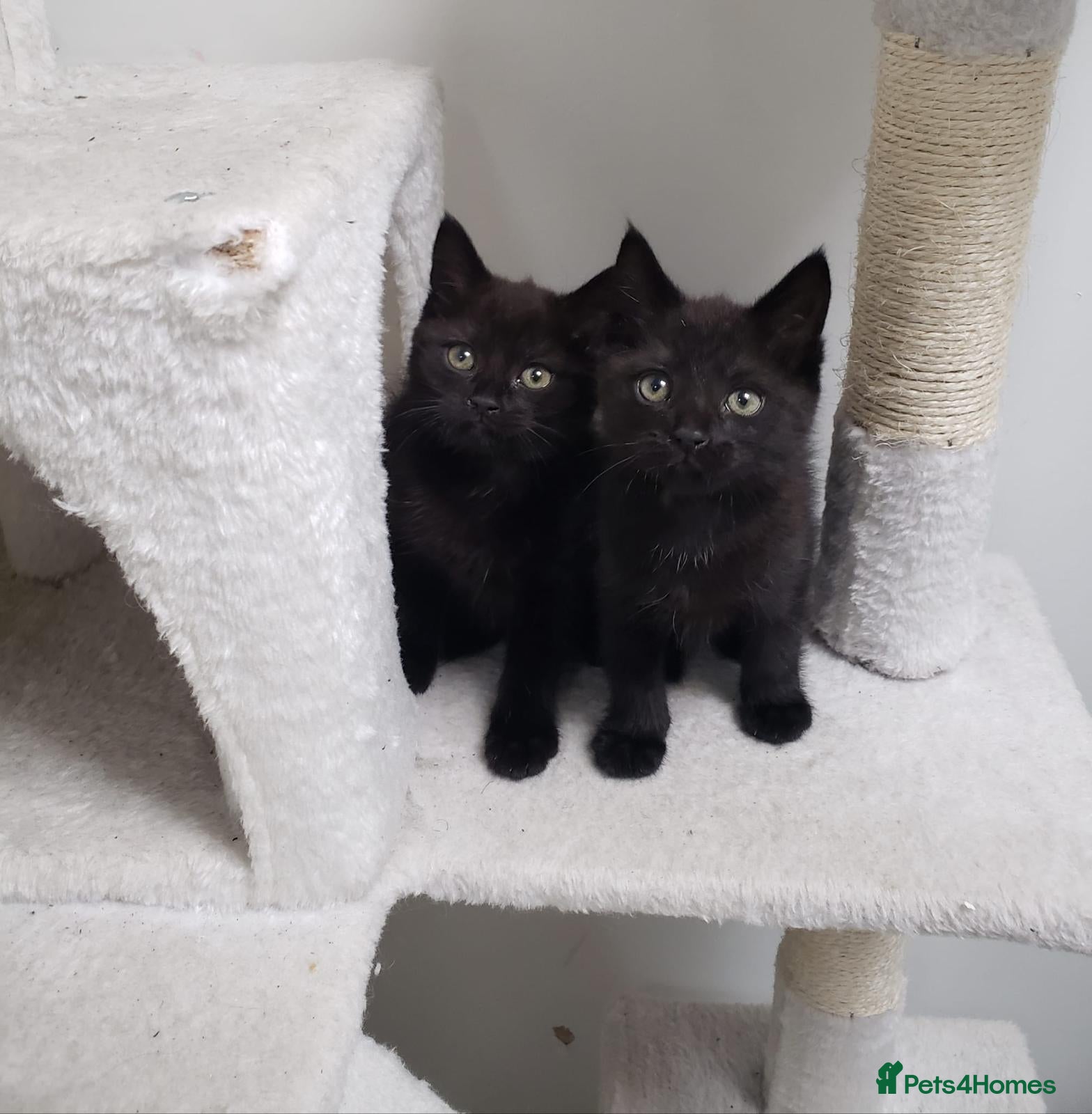 Mixed Breed cats Black kittens one boy one girl  - Advert 1