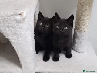 Mixed Breed cats Black kittens one boy one girl - Advert 1