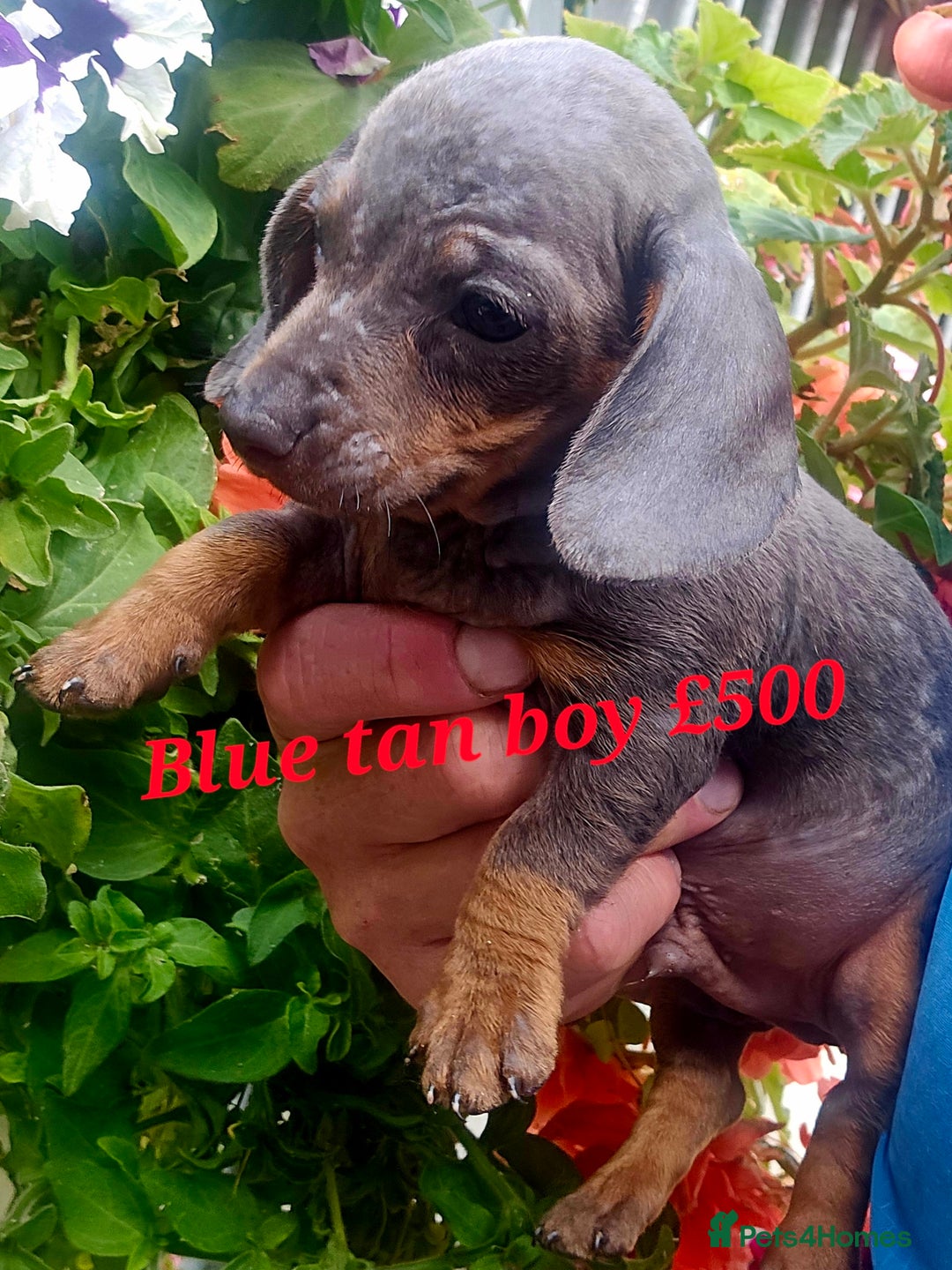 Miniature Poodle dogs for sale: PRA CLEAR MIN DACHSHUNDS  - Image 4