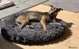 Mixed Breed dogs for adoption: Sweet Margot looking for Love  - Image 9