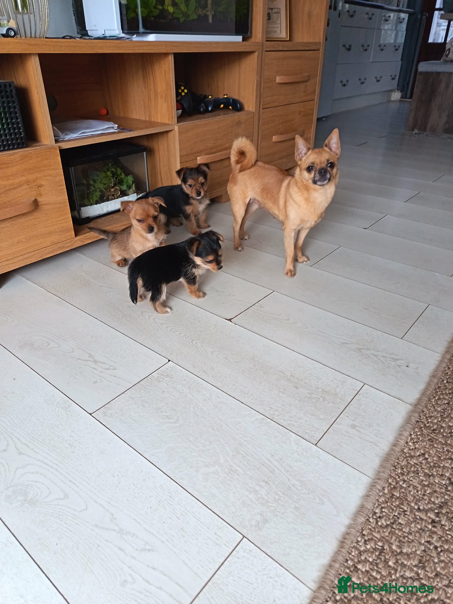 Mixed Breed dogs 3 Pome x yorkshire terrier puppies - Advert 4