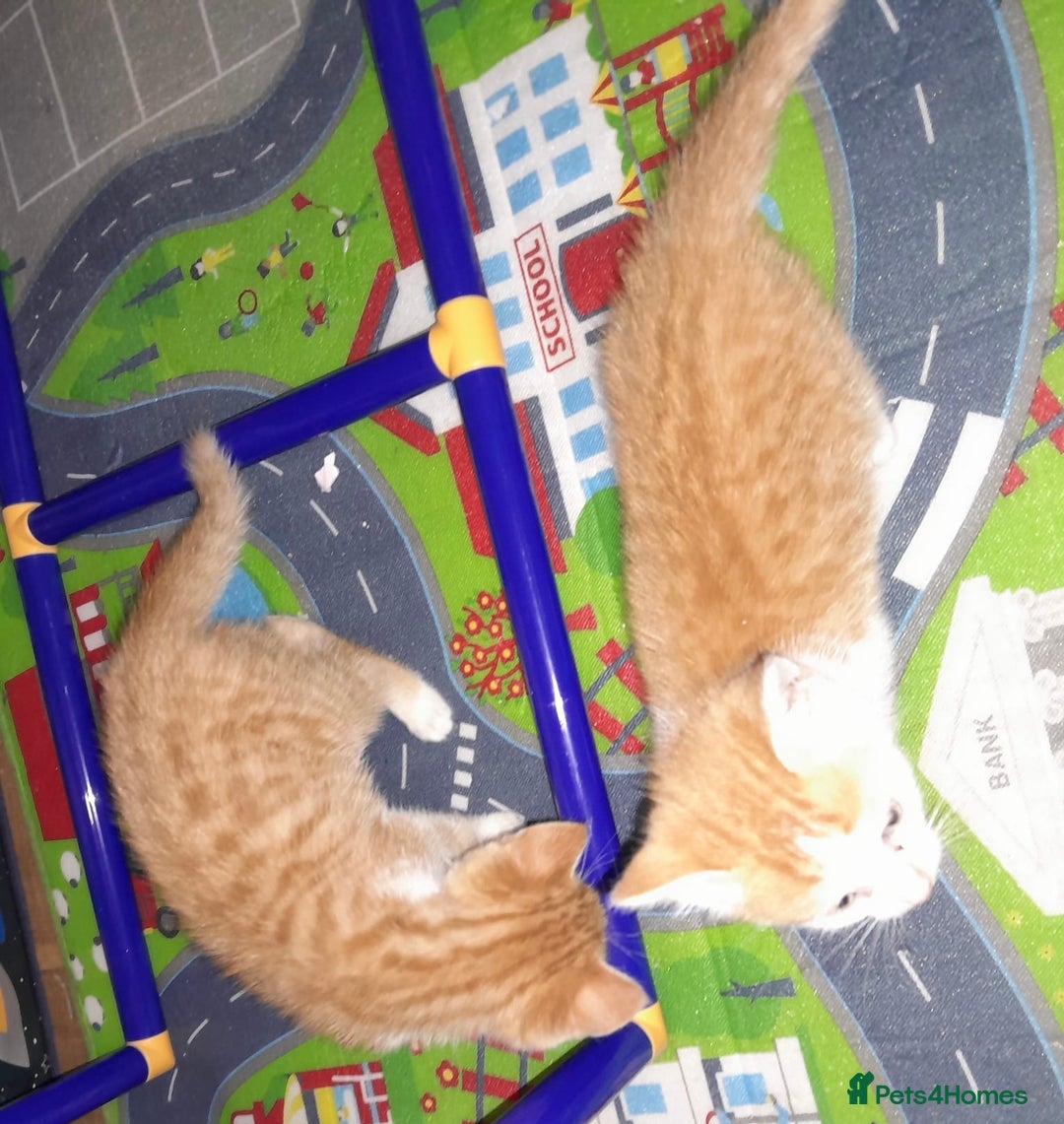 Mixed Breed cats for sale: 4 Adorable kittens for sale.  Ready now.  - Advert 8