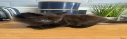 Ragdoll cats for sale: Rag doll cross Bengal kittens  - Advert 5