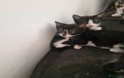 Domestic Shorthair cats for sale: Kittens for sale - Image 1