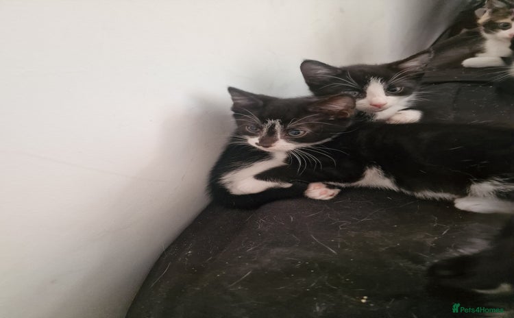 Domestic Shorthair cats - Advert 1