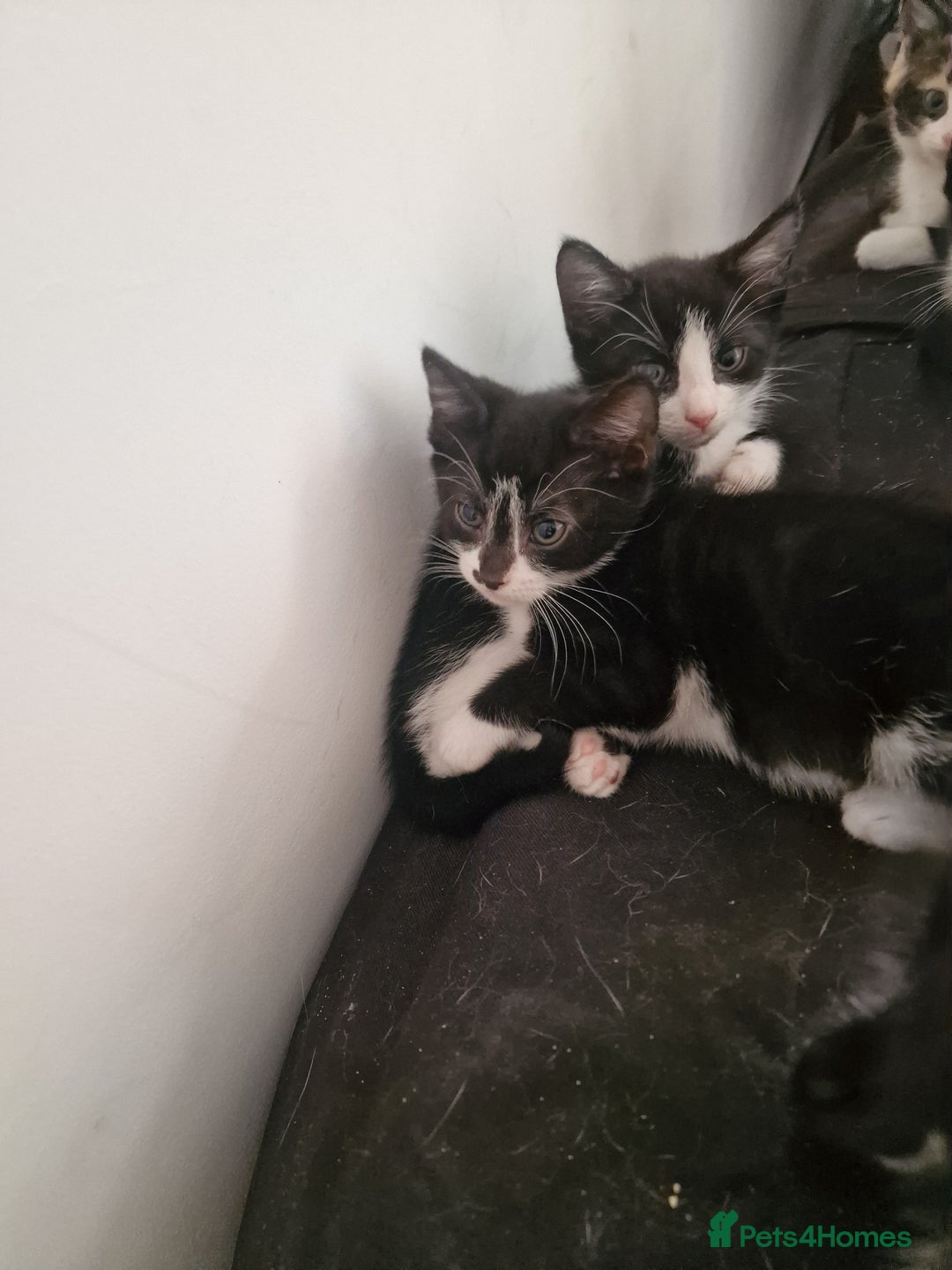 Domestic Shorthair cats for sale: Kittens for sale - Image 1