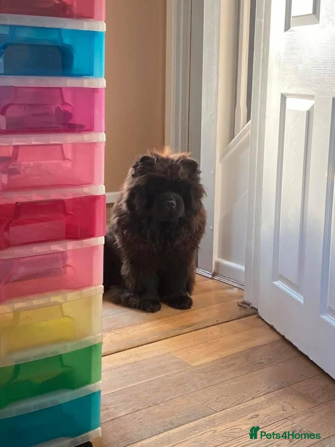 Chow Chow dogs for sale: Stunning Kc puppies  - Advert 6