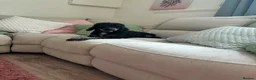 Chipoo dogs for sale: Beautiful Chipoo Girls. Looking for 100% Homes. - Advert 10