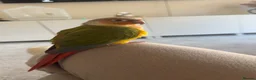 Conures birds for sale: Conure in Romford - Advert 2