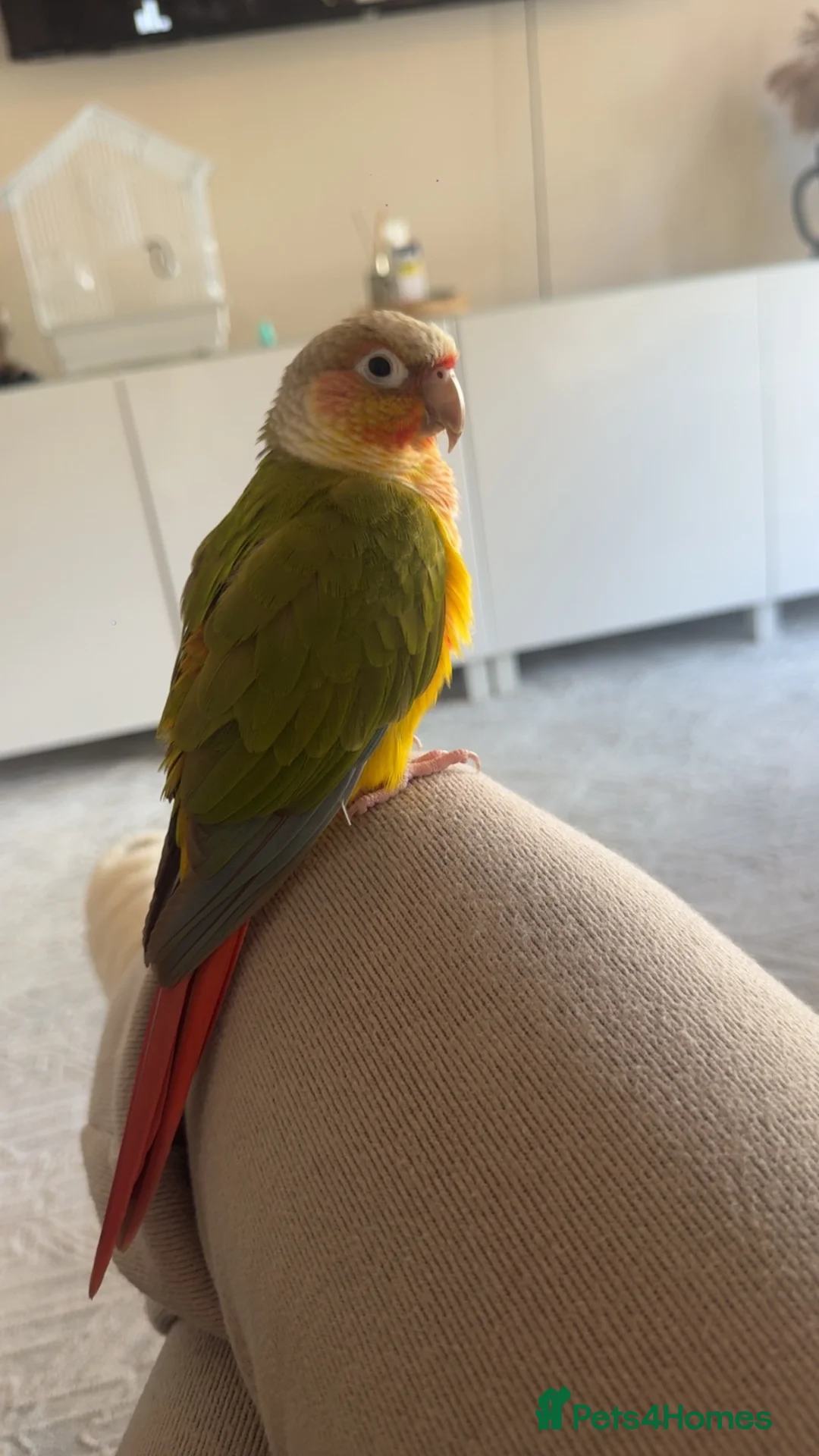 Conures birds for sale: Conure in Romford - Advert 2