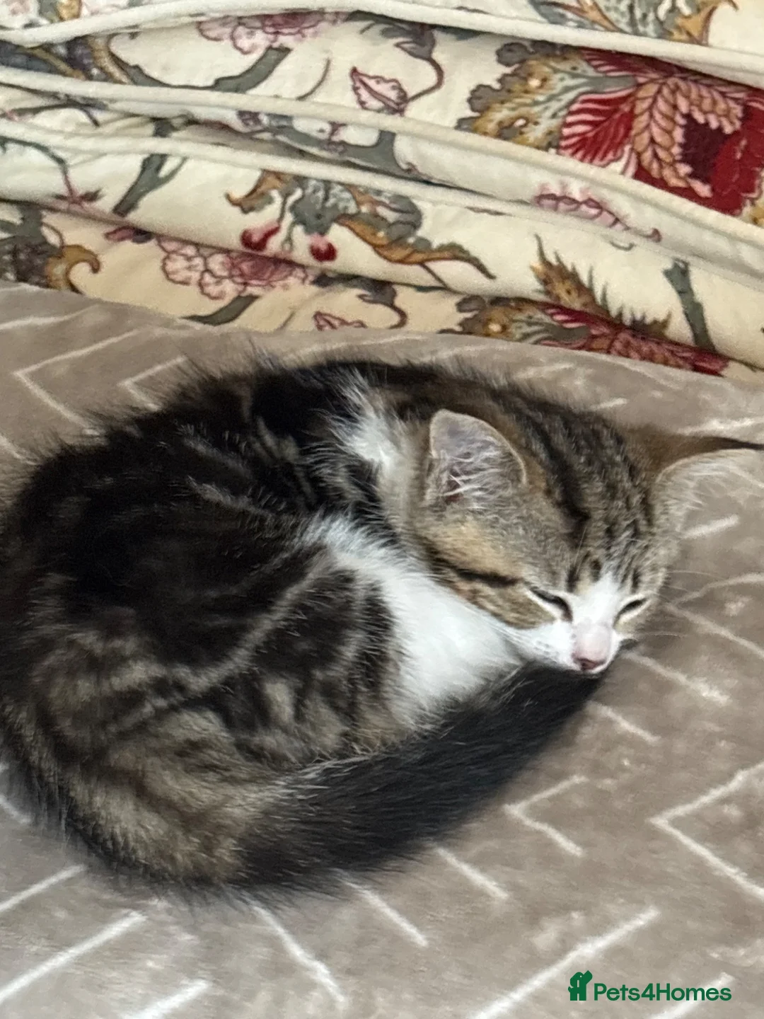 Mixed Breed cats for sale: Kittens looking for a new loving home  - Advert 2