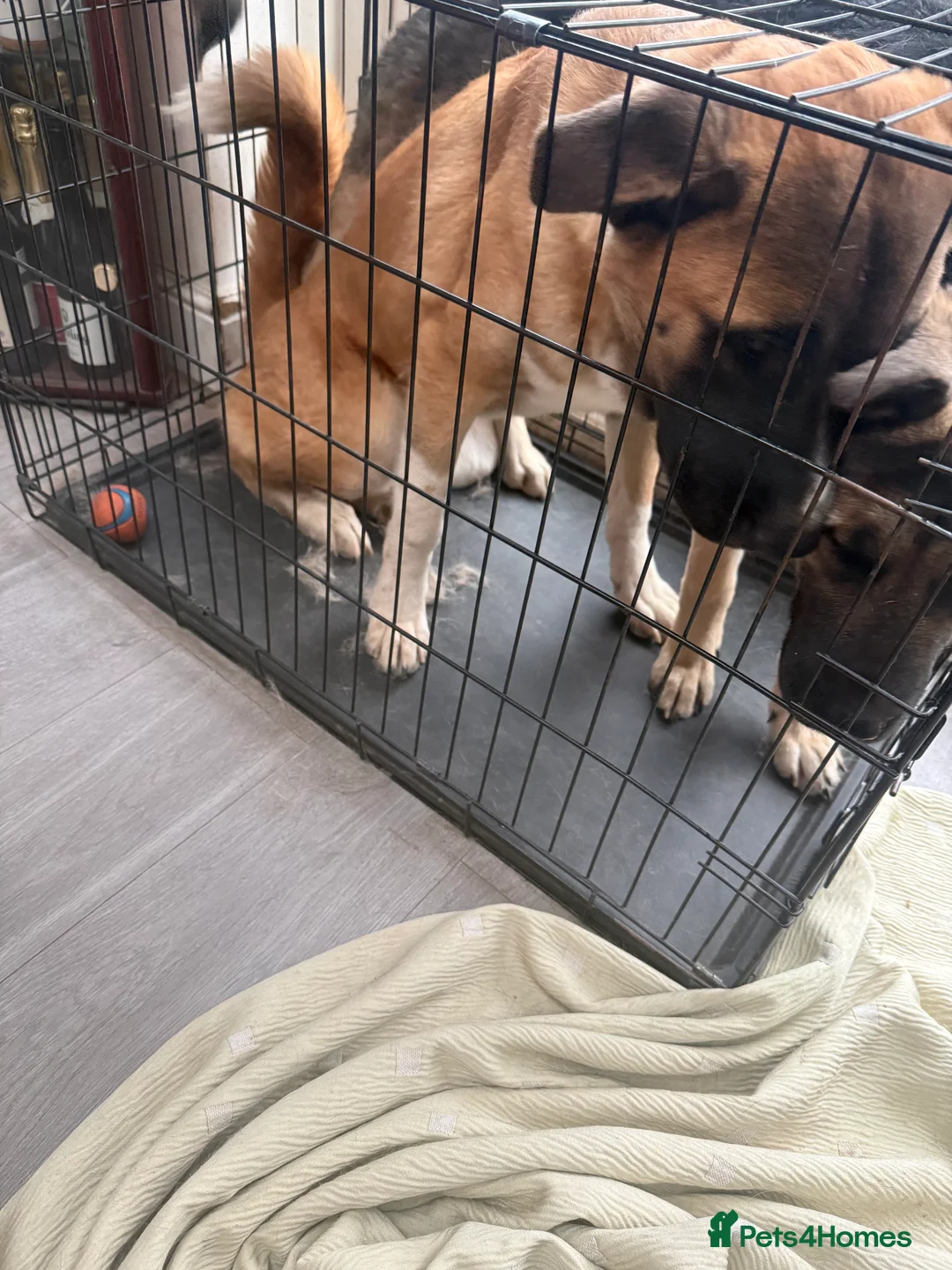 Mixed Breed dogs for sale: 3 dog - Advert 2