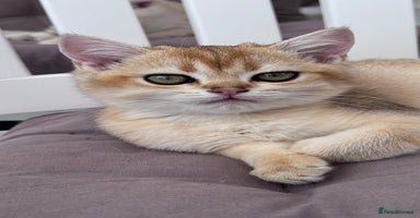 British Shorthair cats in Basildon - Advert 15