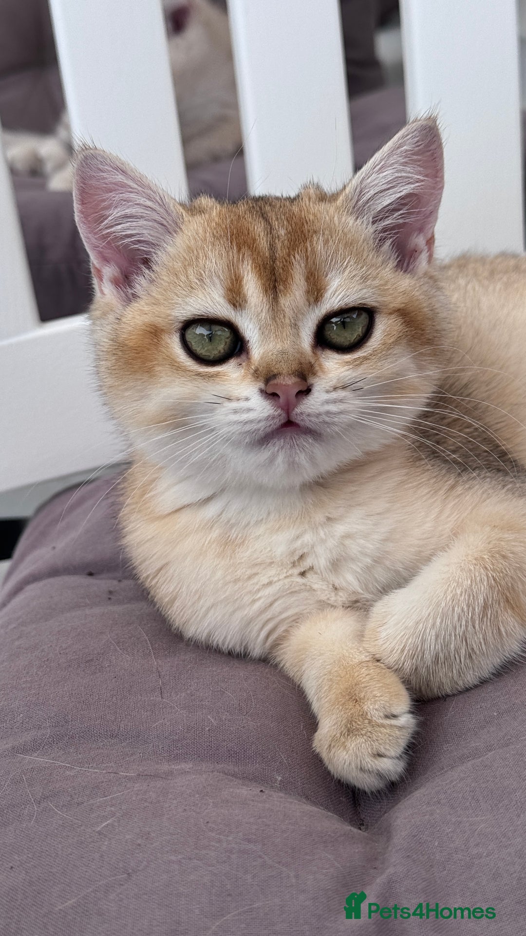 British Shorthair cats for sale: BSH GCCF Girl and Boy NY 12 GOLDEN BLACK SHEDDED  in Basildon - Image 2