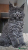 Maine Coon cats Xl Stunning Maine coon kittens - Advert 2