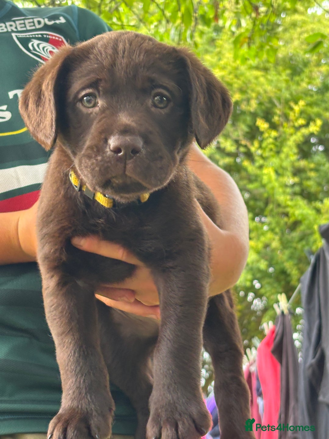 Labrador Retriever dogs for sale: KC reg Labrador puppies handled by children  - Image 6