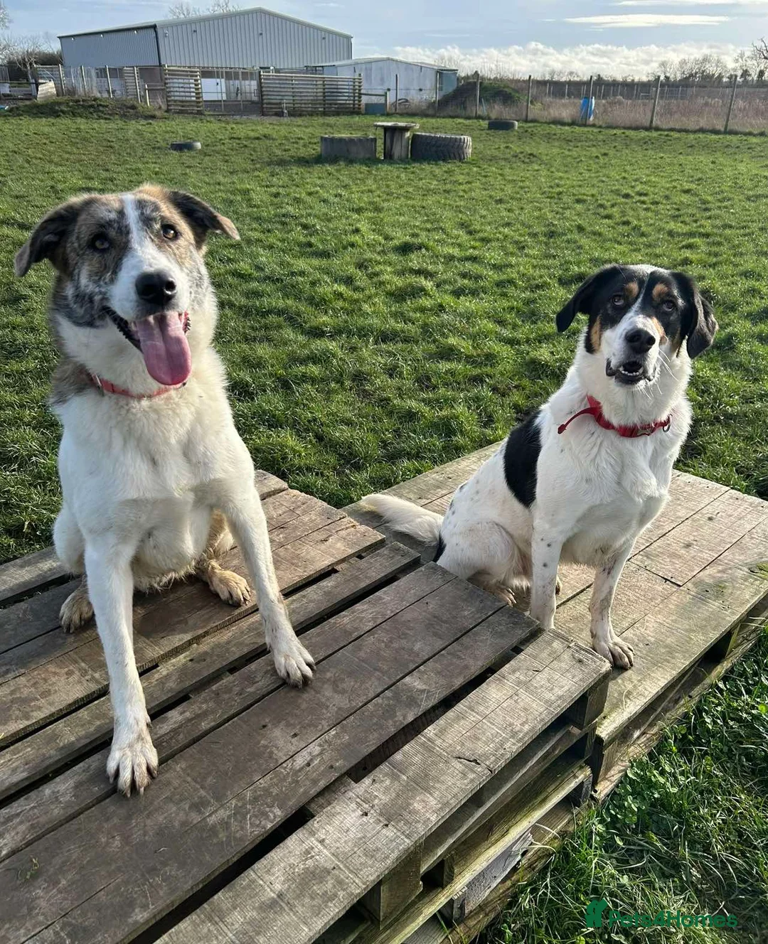 Mixed Breed dogs for adoption: FLO   - Advert 9