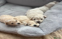 Poochon dogs for sale: 4 Girls Poochon white/Beige 2 reserved 2 avaliable - Image 4
