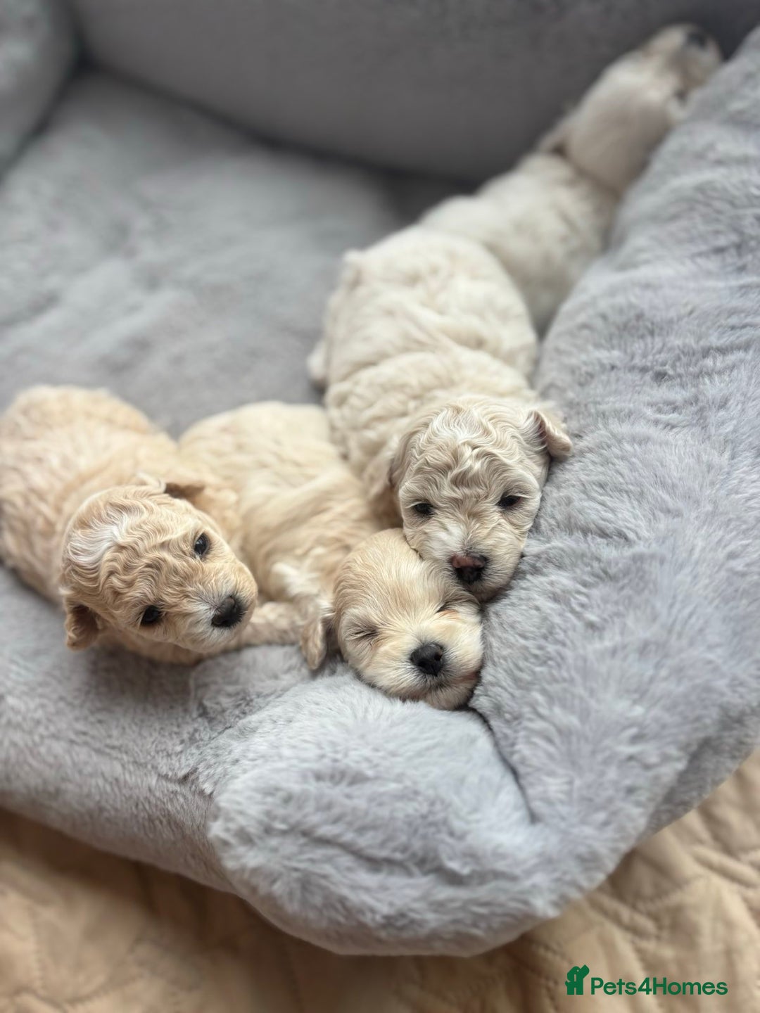 Poochon dogs for sale: 4 Girls Poochon white/Beige 2 reserved 2 avaliable - Image 4