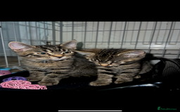 British Shorthair cats for sale: British short hair X Russian blue - Image 1