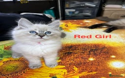 Ragdoll cats for sale: ❗️❤️5 Incredibly Beautiful Ragdoll Kittens❤️🐈  - Image 36