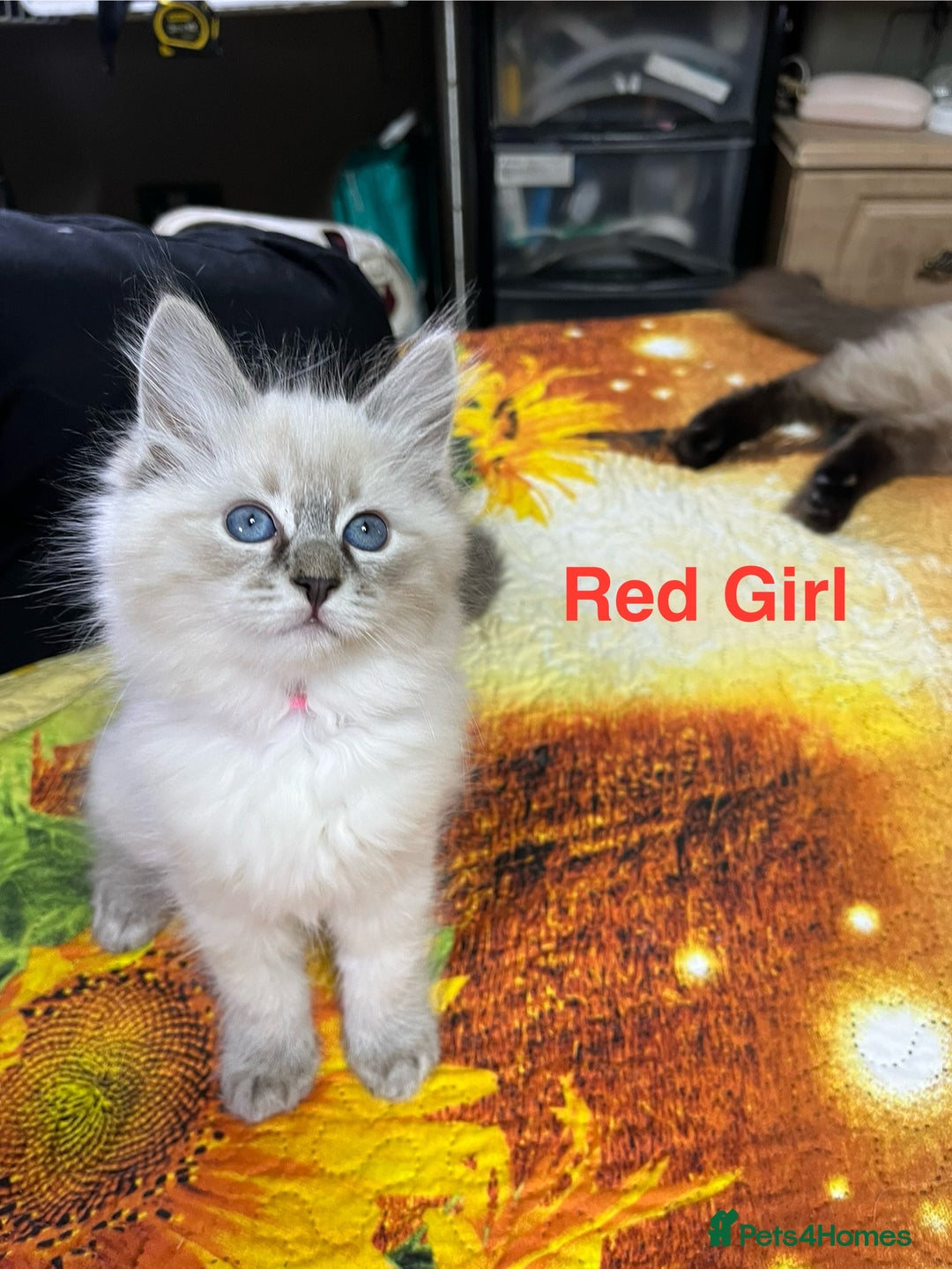 Ragdoll cats for sale: ❗️❤️5 Incredibly Beautiful Ragdoll Kittens❤️🐈  - Image 36