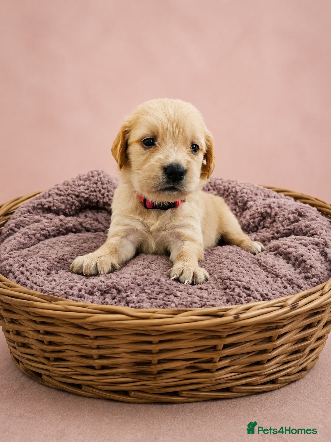 Golden Retriever dogs KC registered Golden retriever puppies - Advert 1