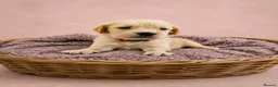 Golden Retriever dogs for sale: READY TO LEAVE 4 girls Golden retriever puppies - Advert 4
