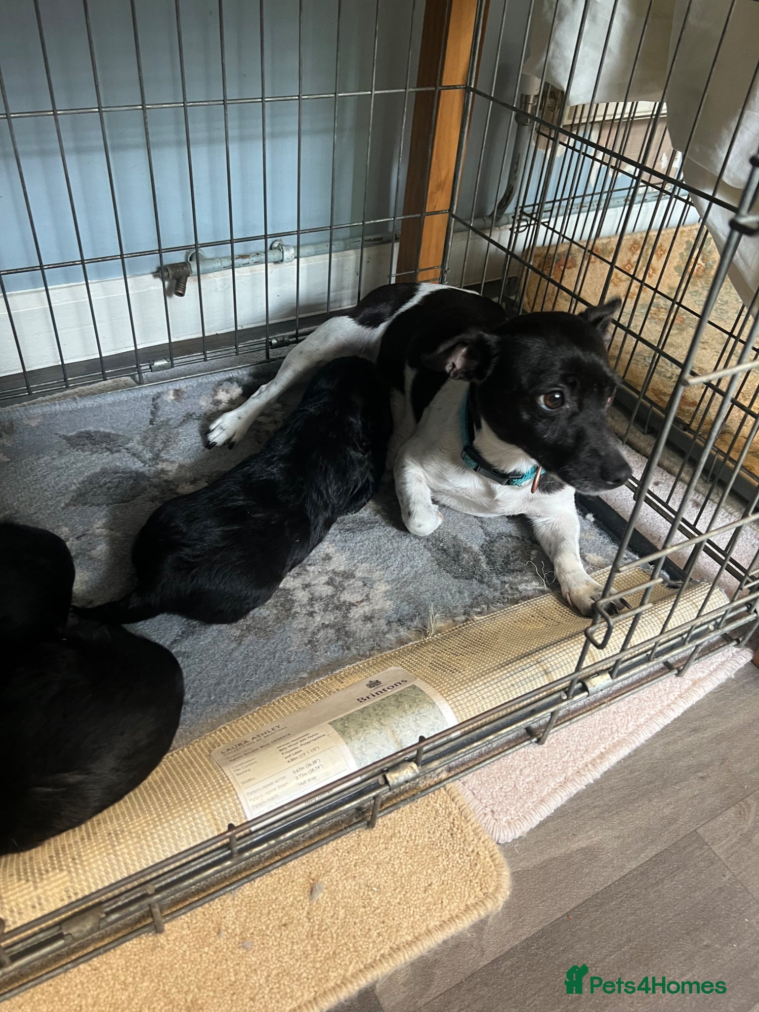 Jackapoo dogs Gorgeous Jackapoo Pups For Sale - Advert 1