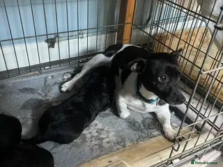 Jackapoo dogs Gorgeous Jackapoo Pups For Sale - Advert 1