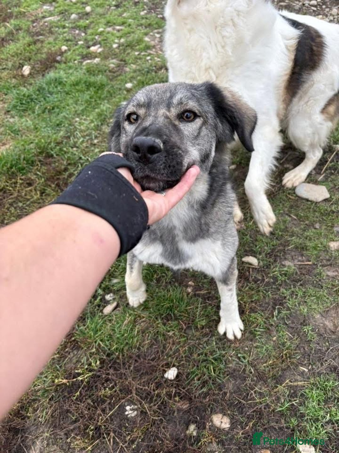 Mixed Breed dogs for adoption: Lola - Norwich Norfolk  - Advert 9