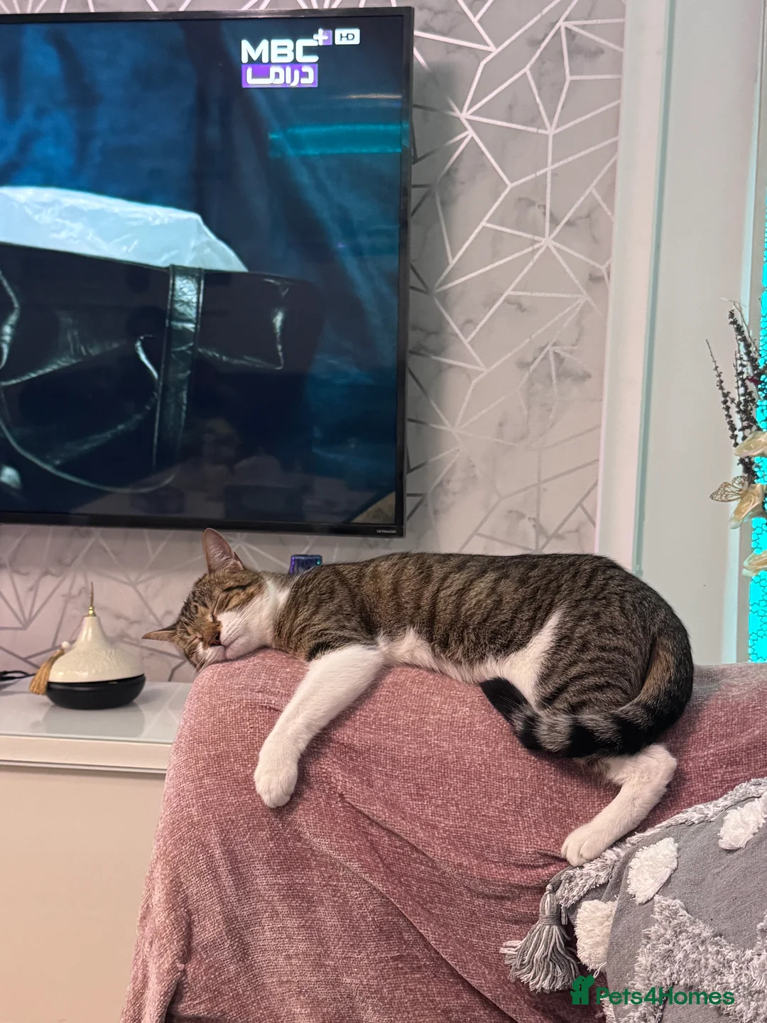 Mixed Breed cats for sale: Cats for sale - Advert 2