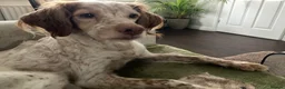 Brittany Spaniel dogs for adoption: Sophie-tiny Brittany with a wonderful personality - Advert 3