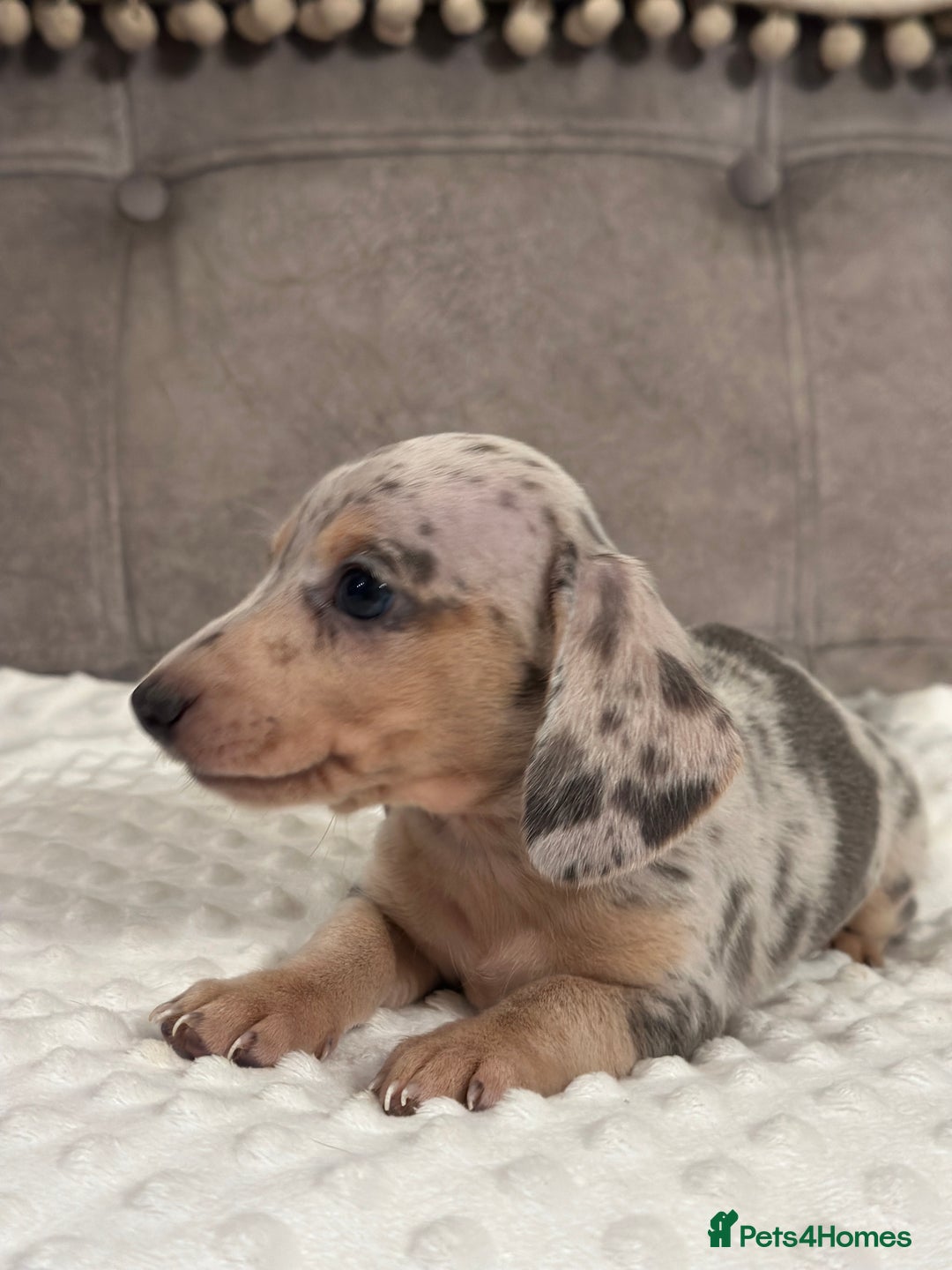 Miniature Dachshund dogs for sale: KC blue & cream dapple miniatu dachshunds last boy - Advert 16