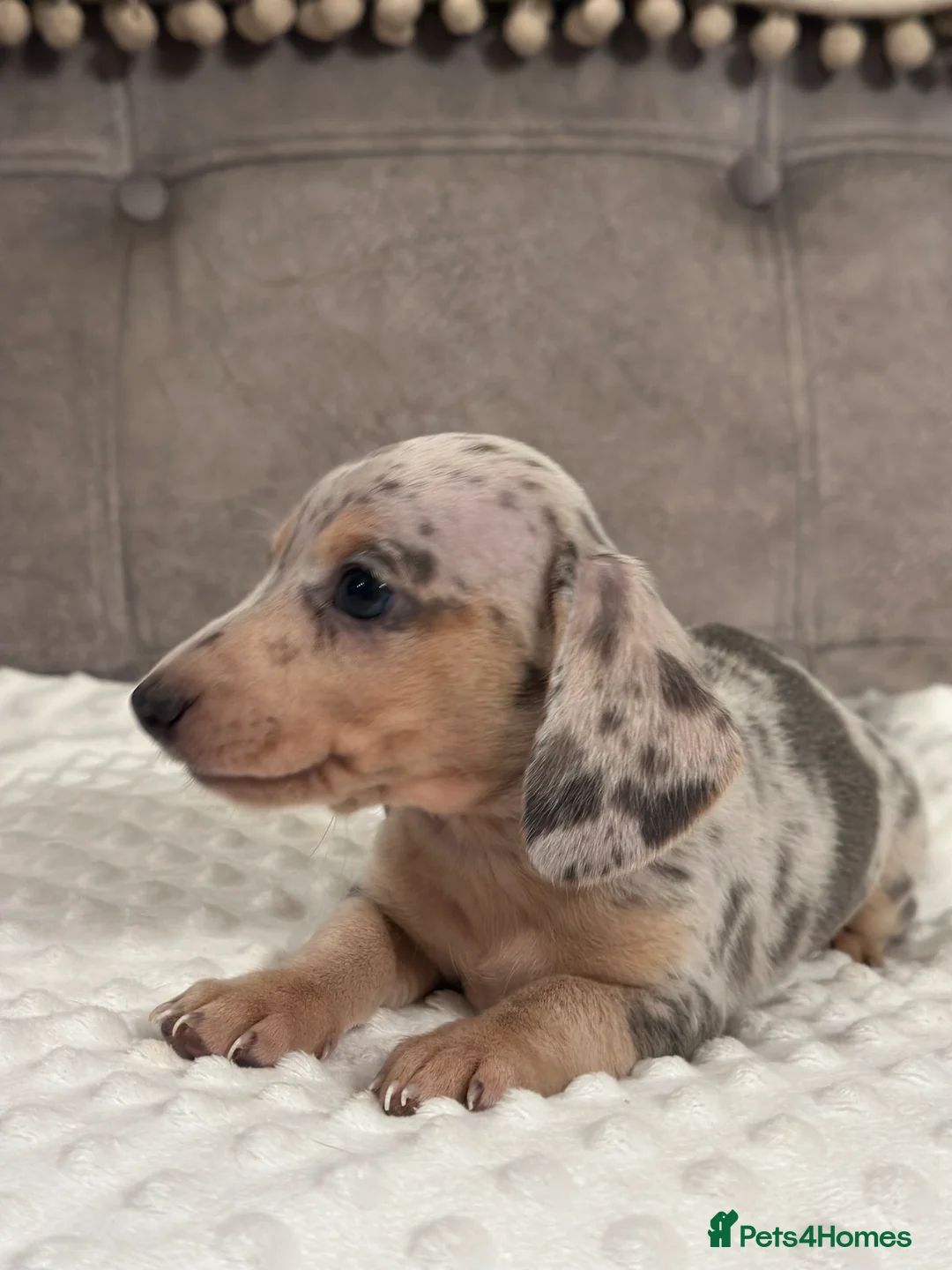 Miniature Dachshund dogs for sale: KC READY NOW DAPPLE minature DACHSHUNDS    - Advert 16