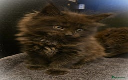 Maine Coon cats for sale: GCCF Maine Coon kittens  - Advert 27