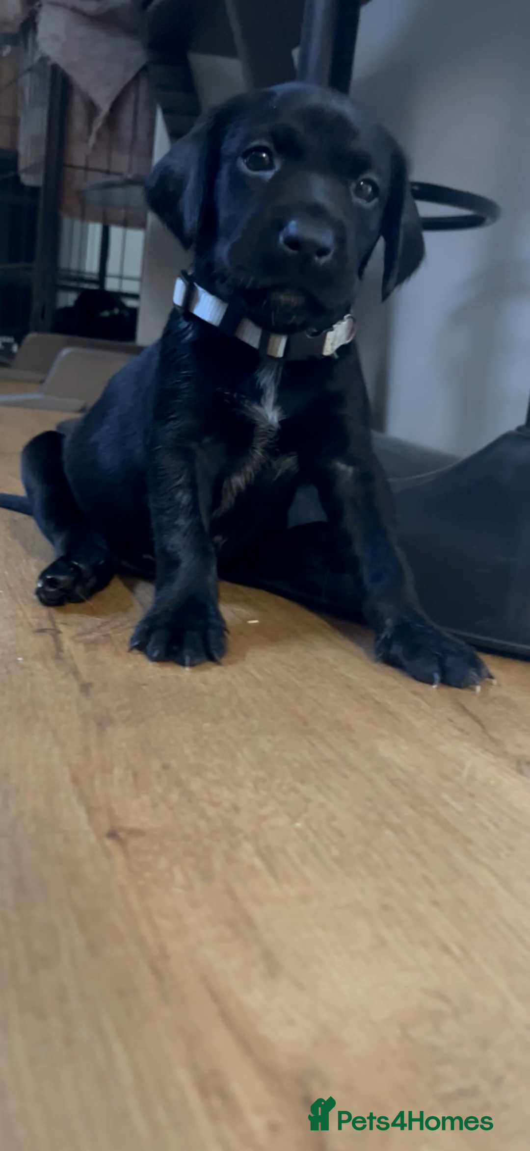 Mixed Breed dogs for sale: Pointerdors ONLY 1 girl left ready now  - Image 15
