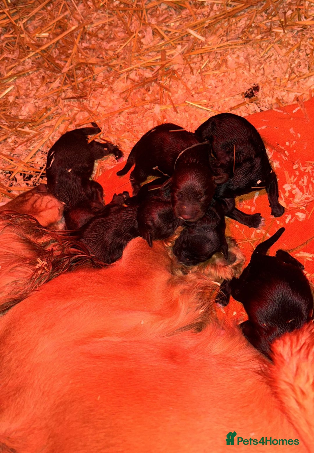 Sprocker dogs for sale: 6 Beautiful Sprocker Spaniels with KC reg parents  - Advert 3