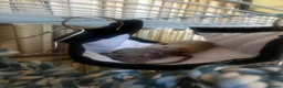 Rat rodents for sale: 3 Male Dumbo Rats in Stratford-upon-Avon - Advert 2