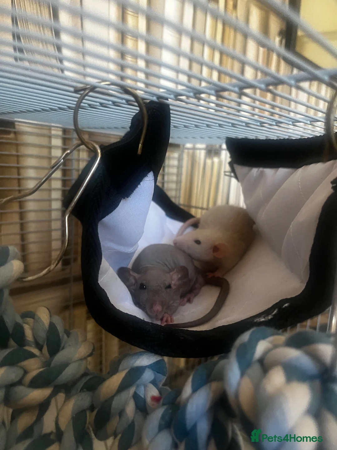Rat rodents for sale: 3 Male Dumbo Rats in Stratford-upon-Avon - Advert 2
